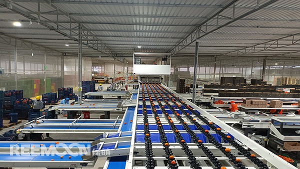 秋意漸濃, 橘香四溢。秘魯最大的冷庫制造商Friopacking投資新建的加工廠里熱鬧不凡，綠萌Fruscan S7柑橘分選設(shè)備正火力全開。據(jù)悉，F(xiàn)riopacking投資的公司Packing del Carmen主要加工柑橘和牛油果。與綠萌的結(jié)緣也是得益于南非與智利客戶的大力推薦。在經(jīng)過與多家分選設(shè)備生產(chǎn)商比對以及與綠萌工程師溝通后，Packing del Ca