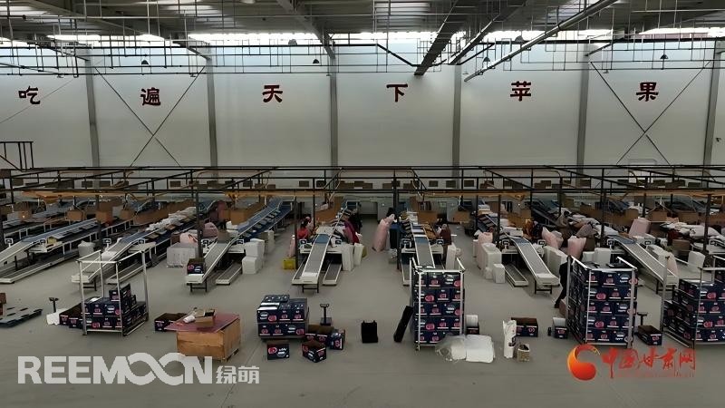 “這個(gè)綠萌‘呵福式’智能四通道一體自動(dòng)化分揀包裝生產(chǎn)線剛安裝上就投入使用，高效便捷。幫我們完成對(duì)尼泊爾出口的300噸蘋果分揀包裝?！膘o寧蘋果產(chǎn)地冷鏈物流園運(yùn)營團(tuán)隊(duì)負(fù)責(zé)人孫杰錕在剛剛建成投入使用的分選車間邊忙向記者解說?！澳壳熬头謷囬g創(chuàng)造就業(yè)崗位三百多個(gè)，其中包裝工約300人、檢果工50人、裝卸工20人，為周